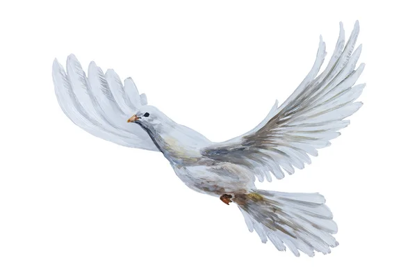 無料飛ぶ白い鳩 — ストック写真