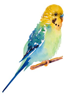 watercolor picture of budgie on white background clipart