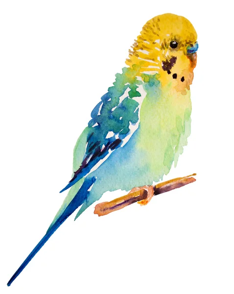 Aquarel foto van budgie op witte achtergrond — Stockfoto