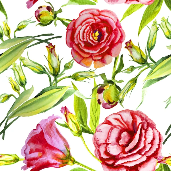 Aquarelle rose irlandaise, bourgeon — Photo