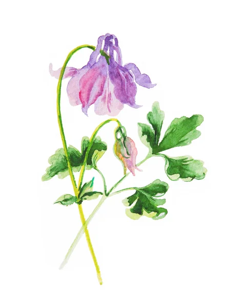 Aquilegia isolado em branco, aquarela — Fotografia de Stock