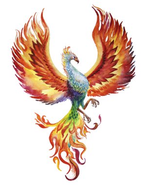 Beyaz arkaplanda Phoenix kuş suluboya çizimi
