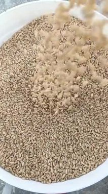 Buğday taneleri sapından yavaşça düşer. Yumuşak bir şekilde yere inerler. Altın ışık küçük tanelerin üzerine parlar..