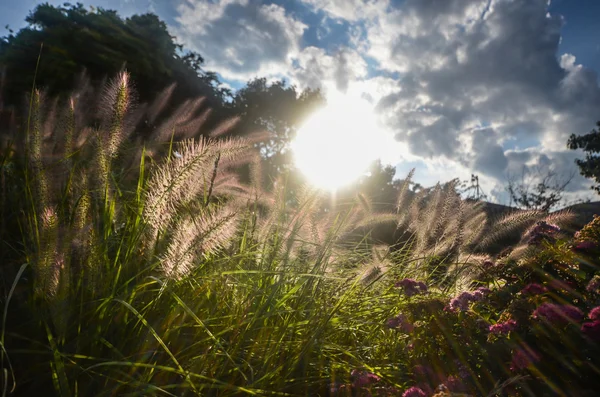 Missão Grama à luz do sol — Fotografia de Stock