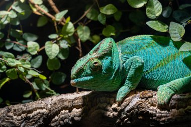 Yeşil Bukalemun Kertenkele, yapraklar ve doğa ile çevrili bir dala tünedi ve oturdu.