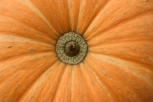 Detailed top view of pumpkin with radial ridges and earthy tones, suitable for autumn and harvest visuals.
