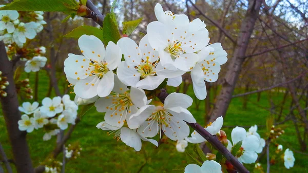 Білі яблучні квіти. Прекрасні квітучі вишневі дерева. Фон з квітучими квітами навесні — стокове фото