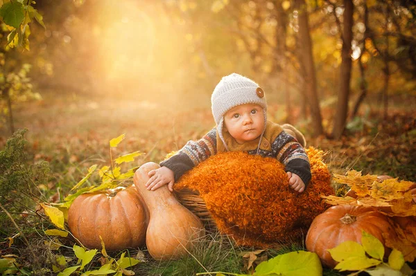 Çocuk sonbahar yapraklarında balkabaklarıyla bir sepetin içinde yatıyor. Bebekle sonbahar fotoğrafçılığı.