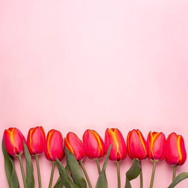 Pembe arka planda, kopyalanmış bahar çiçeği kırmızı laleleri