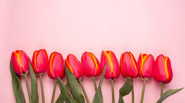 Pembe arka planda, kopyalanmış bahar çiçeği kırmızı laleleri