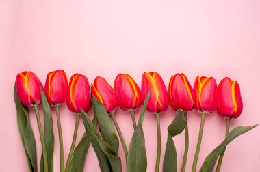 Pembe arka planda, kopyalanmış bahar çiçeği kırmızı laleleri