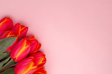 Pembe arka planda, kopyalanmış bahar çiçeği kırmızı laleleri