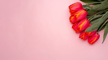 Pembe arka planda, kopyalanmış bahar çiçeği kırmızı laleleri