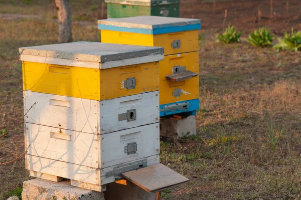 Bienenstöcke für Bienen im Garten — Stockfoto