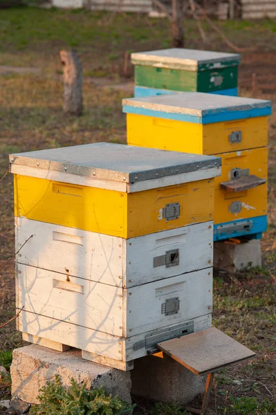 Colmenas de madera para abejas en el jardín Fotos De Stock Sin Royalties Gratis