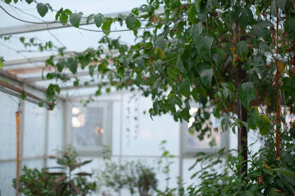 Groene planten in eigen kas selectieve zachte focus Rechtenvrije Stockafbeeldingen