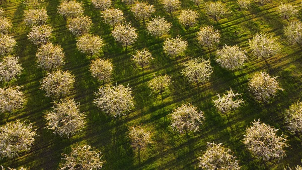 Luchtfoto van vliegende drone van bloeiende appelbomen in voorjaarsboomgaard Stockfoto