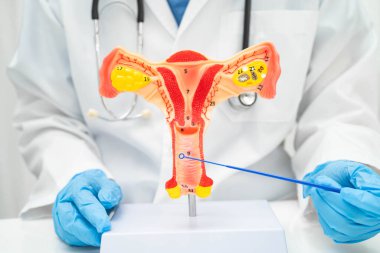 Vajinal ve rahim boynu sıvısı testi için rahmi tutan doktor doğum ve jinekolojiyi kontrol etti..