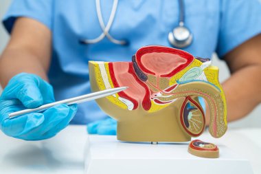 Erkek üreme sistemi, Asyalı doktor hastanede teşhis ve tedavi için insan anatomisi modeli tutuyor..