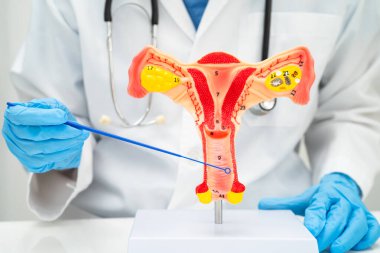 Vajinal ve rahim boynu sıvısı testi için rahmi tutan doktor doğum ve jinekolojiyi kontrol etti..