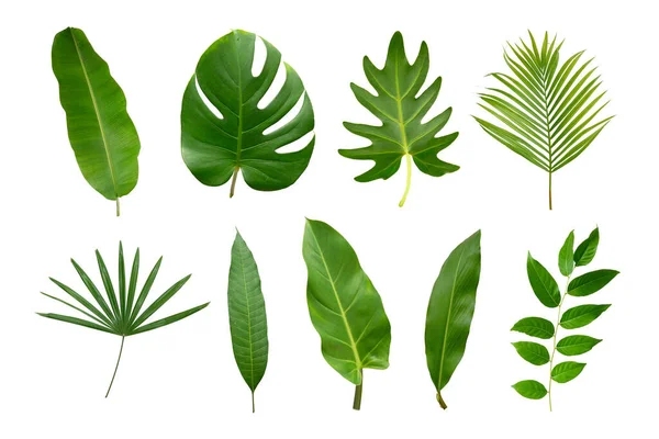 Muz, palmiye ve momstera yeşil yapraklı tropikal bitki beyaz arka planda izole edilmiş..