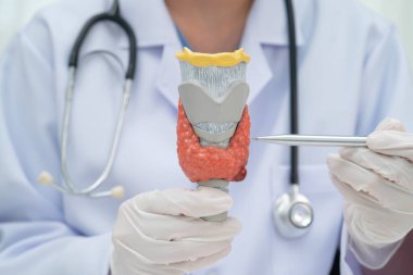 Hipertiroidizm, aşırı aktif tiroid, tiroid lenfoma, tiroid bezi olan Asyalı doktor, hastanede insan anatomisi modeli..