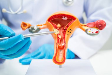 Rahim, hastanede teşhis ve tedavi için insan anatomisi modeli tutan doktor..