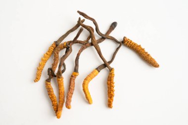 Cordyceps sinensis ya da Ophiocordyceps sinensis beyaz arka planda izole edilmiş, mantar bitkisi tedavisi.