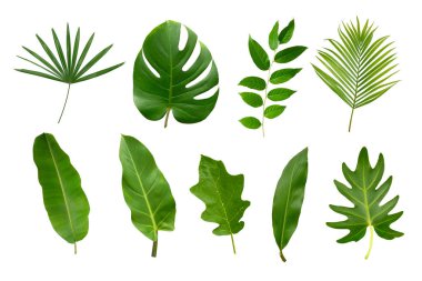 Muz, palmiye ve momstera yeşil yapraklı tropikal bitki beyaz arka planda izole edilmiş..