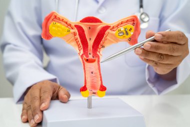 Rahim, hastanede teşhis ve tedavi için insan anatomisi modeli tutan doktor..