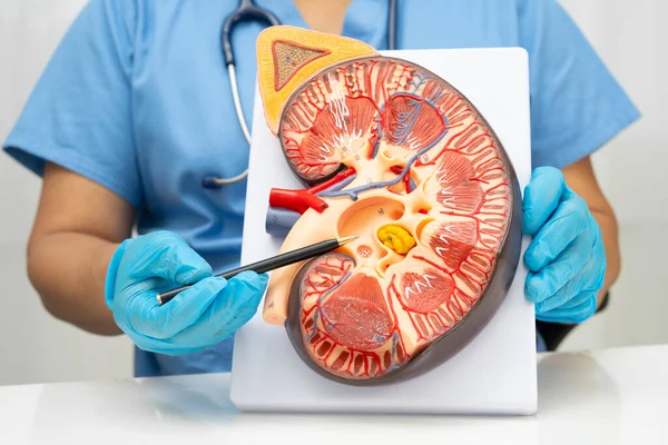 Kronik böbrek hastalığı, idrar sistemi, üroloji, tahmini küresel filtreleme oranı eGFR.