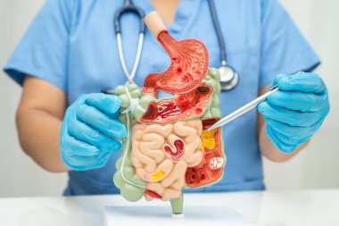 Midesi ve bağırsağı olan sindirim sistemi, Asyalı doktor hastanede teşhis ve tedavi için insan anatomisi modeli tutuyor..
