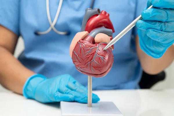 Kardiyovasküler hastalık CVD, hastanede tedavi gören hasta için kalp insan modeli anatomisi olan doktor.