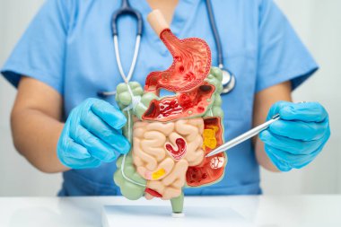 Midesi ve bağırsağı olan sindirim sistemi, Asyalı doktor hastanede teşhis ve tedavi için insan anatomisi modeli tutuyor..