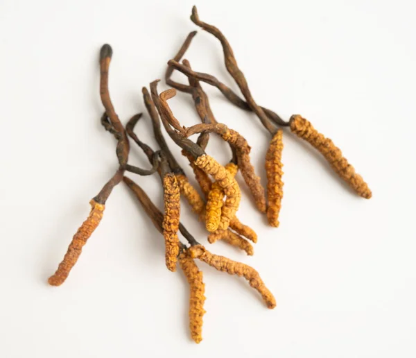Cordyceps sinensis ya da Ophiocordyceps sinensis beyaz arka planda izole edilmiş, mantar bitkisi tedavisi.