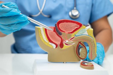 Erkek üreme sistemi, Asyalı doktor hastanede teşhis ve tedavi için insan anatomisi modeli tutuyor..