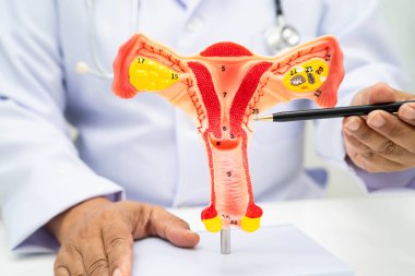 Rahim, hastanede teşhis ve tedavi için insan anatomisi modeli tutan doktor..