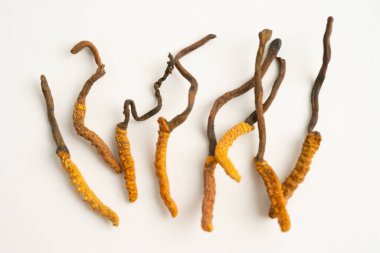 Cordyceps sinensis ya da Ophiocordyceps sinensis beyaz arka planda izole edilmiş, mantar bitkisi tedavisi.
