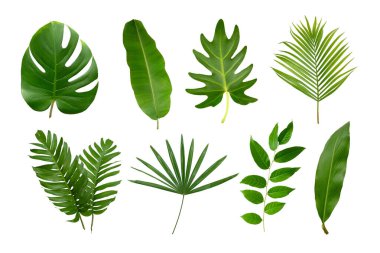 Muz, palmiye ve momstera yeşil yapraklı tropikal bitki beyaz arka planda izole edilmiş..