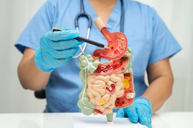 Midesi ve bağırsağı olan sindirim sistemi, Asyalı doktor hastanede teşhis ve tedavi için insan anatomisi modeli tutuyor..