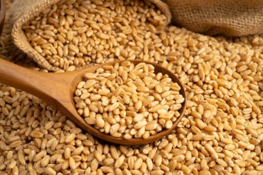 Organik çiftlikte buğday ve tahıl kulakları..