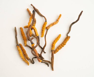 Cordyceps sinensis ya da Ophiocordyceps sinensis beyaz arka planda izole edilmiş, mantar bitkisi tedavisi.