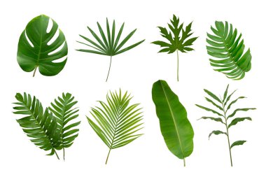 Muz, palmiye ve momstera yeşil yapraklı tropikal bitki beyaz arka planda izole edilmiş..