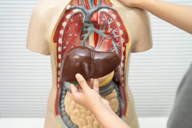 Asyalı öğrenci, lisede anatomi biyolojisinde insan karaciğeri ile öğreniyor..