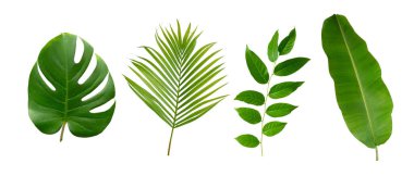 Muz, palmiye ve canavar yeşil yapraklı tropikal bitki beyaz arka planda izole edilmiş..