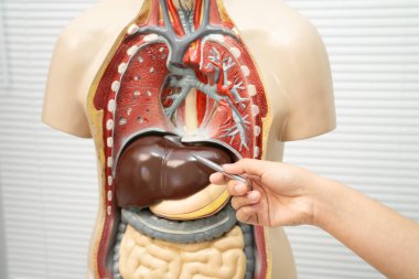 Asyalı öğrenci, lisede anatomi biyolojisinde insan karaciğeri ile öğreniyor..