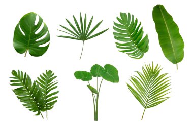 Muz, palmiye ve momstera yeşil yapraklı tropikal bitki beyaz arka planda izole edilmiş..