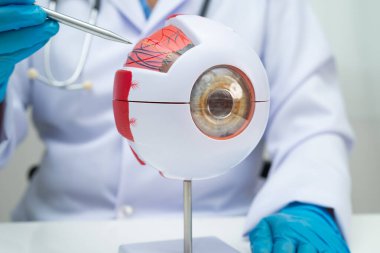 Hastanede teşhis ve tedavi için göz insan anatomisi modeline sahip Asyalı doktor.