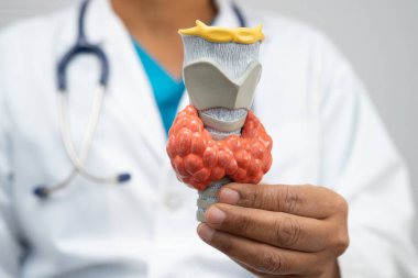 Hipertiroidizm, aşırı aktif tiroid, tiroid lenfoma, tiroid bezi olan Asyalı doktor, hastanede insan anatomisi modeli..