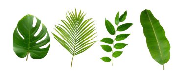 Muz, palmiye ve canavar yeşil yapraklı tropikal bitki beyaz arka planda izole edilmiş..